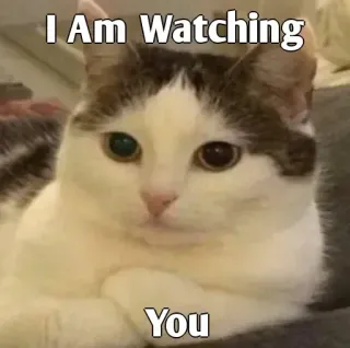 👀 I Am Watching You cat, watching, meme, animal, pet, funny whatsapp sticker