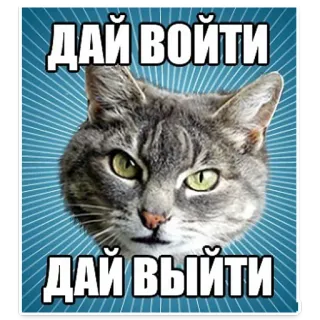 🐱 ДАЙ ВОЙТИ
ДАЙ ВЫЙТИ gato, meme, gracioso, animal telegram sticker