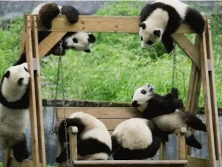 🤯 pandas, balanço, animais, fofo, brincalhão telegram sticker