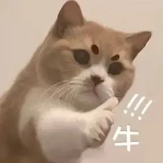 👍 牛 cat, animal, meme, funny, chinese, expression, internet telegram sticker