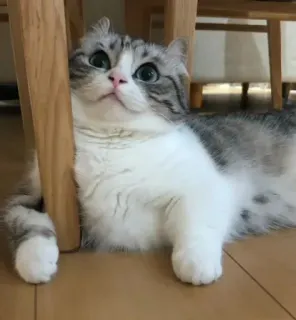 😒 cat, cute, scottish fold, kitten, pet, animal whatsapp sticker
