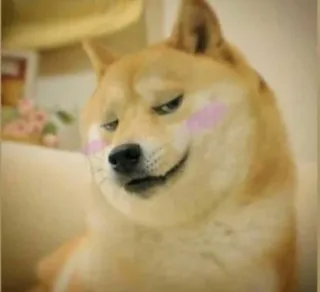 🥰 Doge hond, meme, internet meme, shiba inu, doge, schattig telegram sticker