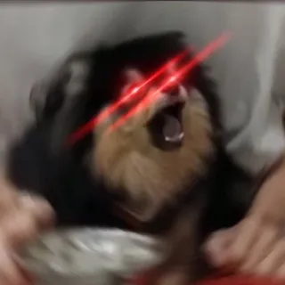 😡 chien, mème, yeux laser, colère, drôle telegram sticker