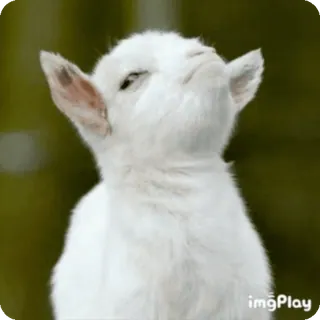 😑 ヤギ, 子ヤギ, 動物, かわいい, 家畜, 白 telegram sticker