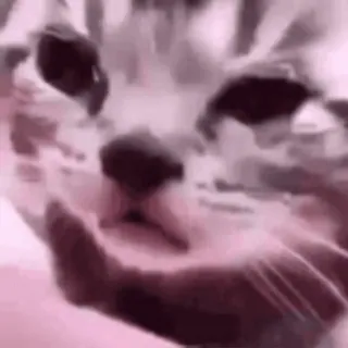 😢 cat, meme, animal, pet whatsapp sticker