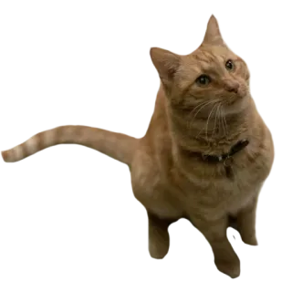 🐈 猫, 宠物, 橘猫, 动物, 猫科动物 telegram sticker