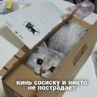 🔪 кинь сосиску и никто не пострадает แมว, กล่อง, รัสเซีย, ไส้กรอก, ตลก, มีม telegram sticker