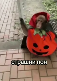 🎃 страшни пон monkey, halloween, pumpkin, costume whatsapp sticker