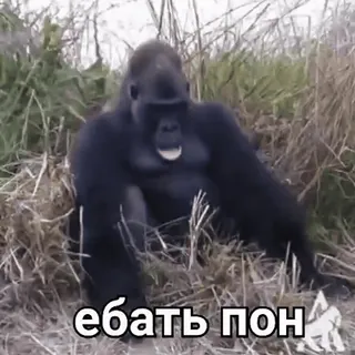 🐒 ебать пон ゴリラ, 動物, 攻撃的 whatsapp sticker