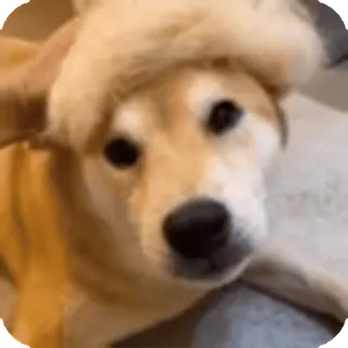🌟