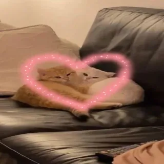 ❤️ gatti, animali, animali domestici, cuore, amore, carino telegram sticker