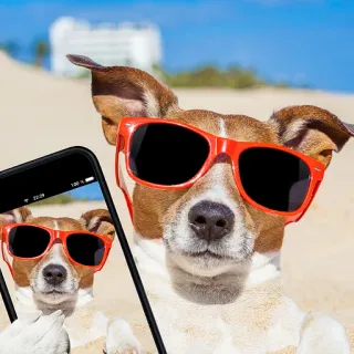 😎 cane, occhiali da sole, selfie, spiaggia, animale, sabbia, jack russell terrier telegram sticker