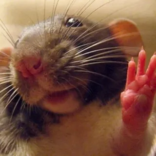 🐭 chuột, động vật, cử chỉ, ngón giữa, xúc phạm telegram sticker
