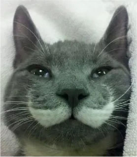 😎 猫, グレー猫, 動物, ペット, 可愛い, 家畜 telegram sticker
