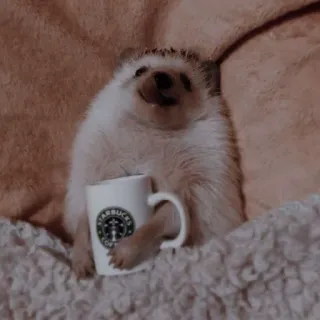 🦔 riccio, starbucks, caffè, animale, carino whatsapp sticker