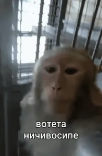 😱 вотета
ничивосипе monkey, animal, primate telegram sticker