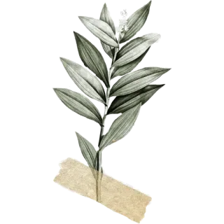 🌿 plant, leaves, botanical, nature, foliage telegram sticker