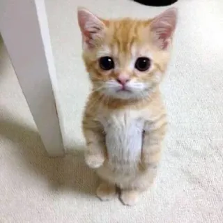 🥺 kitten, cat, cute, animal, domestic, pet telegram sticker