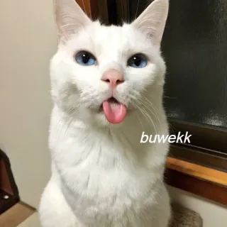 😝 buwekk แมว, สัตว์, น่ารัก, ลิ้น, สัตว์เลี้ยง, สีขาว telegram sticker