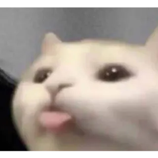 👅 cat, animal, meme, tongue telegram sticker