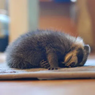 Racoon-zoned telegram stickers
