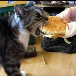 🍔 gatto, burger, cibo, animale, animale domestico, mangiare telegram sticker