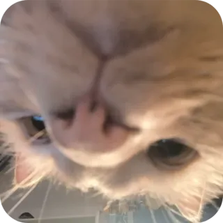 🐱 gatto, animale domestico, animale, gatto domestico telegram sticker