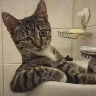 🤨 cat, kitten, sink, animal, pet, tabby telegram sticker