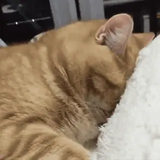 🎈 猫, 睡眠, ペット, 家畜, ネコ科 telegram sticker
