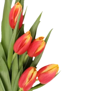 🌹 blumen, tulpen, blumenmuster, frühling, natur, rot, gelb telegram sticker