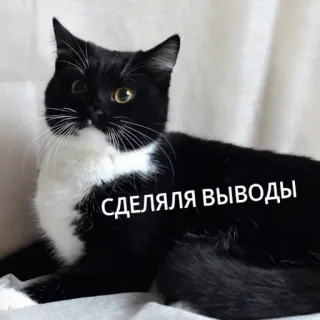 😟 СДЕЛЯЛЯ ВЫВОДЫ gatto, bianco e nero, animale domestico, animale whatsapp sticker