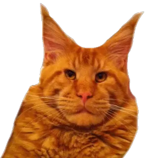 🤠 cat, orange, maine coon, pet, animal, domestic telegram sticker