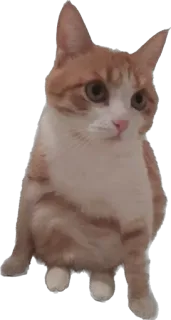 🪑 cat, animal, pet, domestic animal, domestic cat, mammal telegram sticker