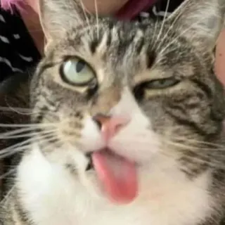 😼 cat, animal, funny, tongue, pet, cute whatsapp sticker