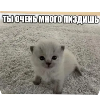 👏 ТЫ ОЧЕНЬ МНОГО ПИЗДИШЬ 새끼 고양이, 고양이, 밈, 웃긴, 동물, 불쾌한, 러시아 telegram sticker