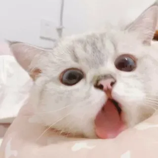 😛 cat, kitten, animal, pet, cute, yawning, surprised, feline telegram sticker