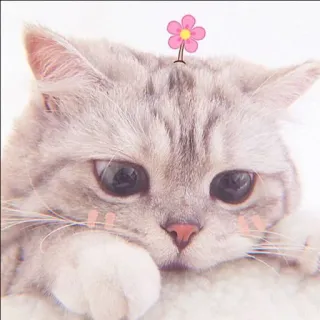 🐈 kucing, anak kucing, bunga, lucu, hewan peliharaan, binatang telegram sticker
