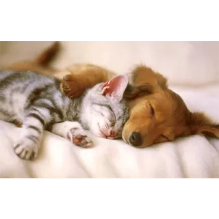 🤗 gato, perro, durmiendo, amistad, animales, lindo telegram sticker
