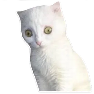 😶 gato, gato blanco, animal, mascota, gatito telegram sticker