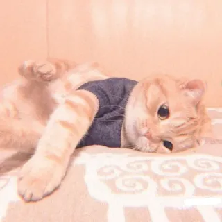 😞 kucing, binatang, imut, hewan peliharaan, kucing domestik, felin telegram sticker