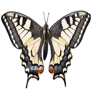 🦋 butterfly, insect, nature, animal, wings, pattern, colorful telegram sticker