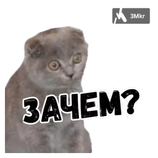 😥 ЗАЧЕМ? cat, gray, question, russian telegram sticker