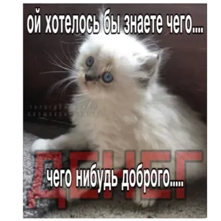 💸 ой хотелось бы знаете чего....
чего нибудь доброго..... gato, gatinho, meme, engraçado, fofo telegram sticker