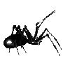 🕷