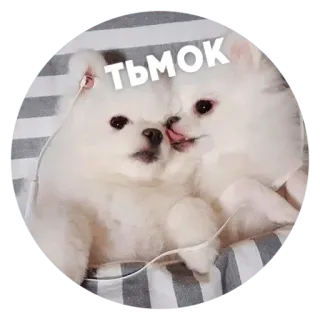 ✳️ ТЬМОК dog, cute, puppy, animals, pet, pomeranian whatsapp sticker