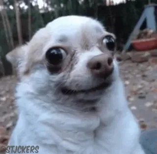 😐 STJCKERS cane, chihuahua, divertente, meme, animale domestico, animale telegram sticker