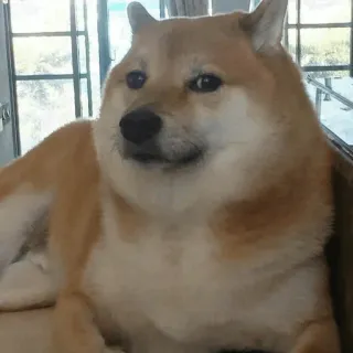 🐕 Doge perro, shiba inu, animal, meme, mascota whatsapp sticker