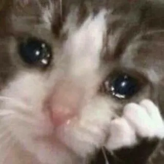 🙁 chat, triste, pleurer, mème, mignon, animal whatsapp sticker