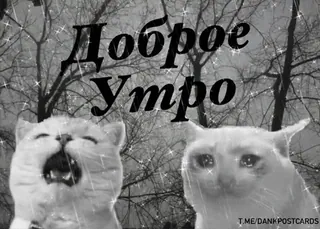 🌟 Доброе утро chats, mème, bonjour, pleurer, mignon, animaux telegram sticker