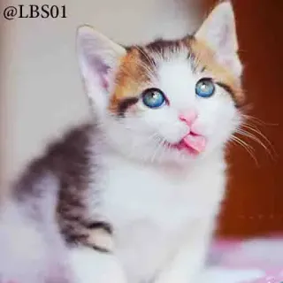🤪 @LBS01 gatito, lindo, animal, gato, mascota, doméstico, adorable whatsapp sticker